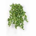 Mini English Ivy 55cm wit groen